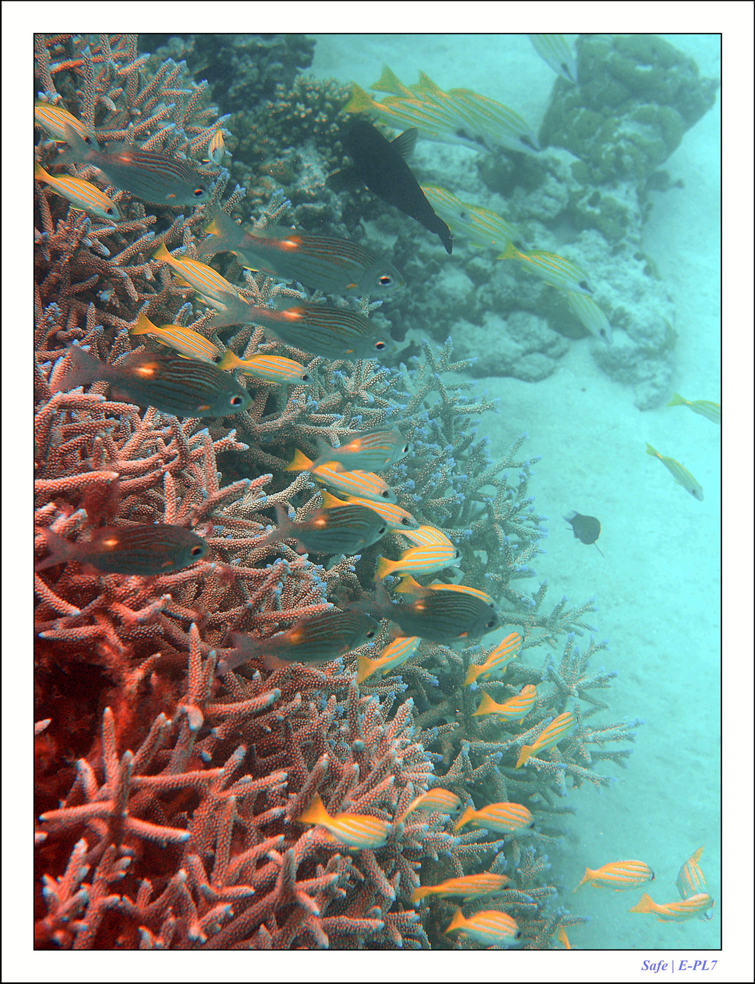 2022 - 07 - snorkeling Maldives - 006